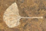 Fossil Ginkgo Leaf From North Dakota - Paleocene #189012-1